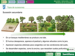 BIOLOGÍA Y GEOLOGÍA 4.º ESO
Dinámica de los ecosistemas
INICIO ESQUEMA RECURSOS INTERNET
Tipos de sucesiones
SALIRANTERIOR
Sucesión secundaria
• En un bosque mediterráneo se produce una tala.
• El humus desaparece, aparece el pastizal y algunos arbustos como la jara.
• Aparecen especies arbóreas poco exigentes con las condiciones del suelo.
• Se desarrollan especies, como la encina, que necesitan suelos profundos.
• Al final del proceso surge de nuevo un bosque mediterráneo.
VOLVER
 