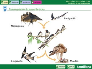BIOLOGÍA Y GEOLOGÍA 4.º ESO
Dinámica de los ecosistemas
INICIO ESQUEMA RECURSOS INTERNET
Autorregulación de las poblaciones
SALIRANTERIOR
Nacimientos
Inmigración
Emigración Muertes
 