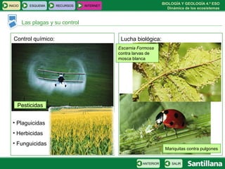 BIOLOGÍA Y GEOLOGÍA 4.º ESO
Dinámica de los ecosistemas
INICIO ESQUEMA RECURSOS INTERNET
Las plagas y su control
SALIRANTERIOR
Control químico: Lucha biológica:
Pesticidas
• Plaguicidas
• Herbicidas
• Funguicidas
Escarnia Formosa
contra larvas de
mosca blanca
Mariquitas contra pulgones
 