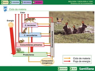 BIOLOGÍA Y GEOLOGÍA 4.º ESO
Dinámica de los ecosistemas
Ciclo de materia
INICIO ESQUEMA RECURSOS INTERNET
SALIRANTERIOR
Ciclo de materia
Flujo de energía
Calor
Energía
Productores
Consumidores primarios
C. secundarios
C. terciarios
Compuestos
inorgánicos
Descomponedores
 