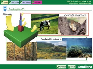 BIOLOGÍA Y GEOLOGÍA 4.º ESO
Dinámica de los ecosistemas
INICIO ESQUEMA RECURSOS INTERNET
Producción (P)
SALIRANTERIOR
Producción primaria
Producción secundariaEnergía
 