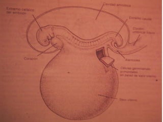 Embriología (práctica)
