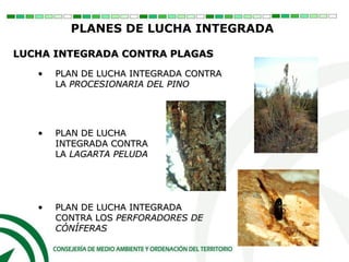 • PLAN DE LUCHA INTEGRADA CONTRA
LA PROCESIONARIA DEL PINO
• PLAN DE LUCHA
INTEGRADA CONTRA
LA LAGARTA PELUDA
• PLAN DE LUCHA INTEGRADA
CONTRA LOS PERFORADORES DE
CÓNÍFERAS
PLANES DE LUCHA INTEGRADA
LUCHA INTEGRADA CONTRA PLAGAS
 