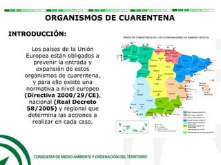 Los países de la Unión
Europea están obligados a
prevenir la entrada y
expansión de estos
organismos de cuarentena,
y para ello existe una
normativa a nivel europeo
(Directiva 2000/29/CE),
nacional (Real Decreto
58/2005) y regional que
determina las acciones a
realizar en cada caso.
ORGANISMOS DE CUARENTENA
INTRODUCCIÓN:
 
