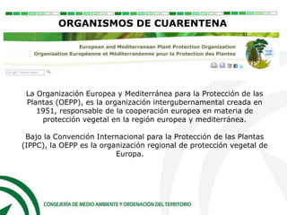ORGANISMOS DE CUARENTENA
La Organización Europea y Mediterránea para la Protección de las
Plantas (OEPP), es la organización intergubernamental creada en
1951, responsable de la cooperación europea en materia de
protección vegetal en la región europea y mediterránea.
Bajo la Convención Internacional para la Protección de las Plantas
(IPPC), la OEPP es la organización regional de protección vegetal de
Europa.
 