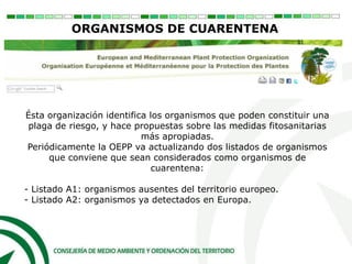 ORGANISMOS DE CUARENTENA
Ésta organización identifica los organismos que poden constituir una
plaga de riesgo, y hace propuestas sobre las medidas fitosanitarias
más apropiadas.
Periódicamente la OEPP va actualizando dos listados de organismos
que conviene que sean considerados como organismos de
cuarentena:
- Listado A1: organismos ausentes del territorio europeo.
- Listado A2: organismos ya detectados en Europa.
 