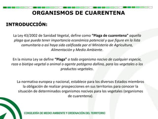 La Ley 43/2002 de Sanidad Vegetal, define como “Plaga de cuarentena” aquella
plaga que pueda tener importancia económica potencial y que figure en la lista
comunitaria o así haya sido calificada por el Ministerio de Agricultura,
Alimentación y Medio Ambiente.
En la misma Ley se define “Plaga” a todo organismo nocivo de cualquier especie,
raza o biotipo vegetal o animal o agente patógeno dañino, para los vegetales o los
productos vegetales.
La normativa europea y nacional, establece para los diversos Estados miembros
la obligación de realizar prospecciones en sus territorios para conocer la
situación de determinados organismos nocivos para los vegetales (organismos
de cuarentena).
ORGANISMOS DE CUARENTENA
INTRODUCCIÓN:
 