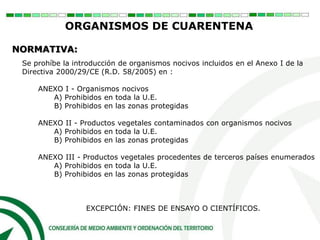 Se prohíbe la introducción de organismos nocivos incluidos en el Anexo I de la
Directiva 2000/29/CE (R.D. 58/2005) en :
ANEXO I - Organismos nocivos
A) Prohibidos en toda la U.E.
B) Prohibidos en las zonas protegidas
ANEXO II - Productos vegetales contaminados con organismos nocivos
A) Prohibidos en toda la U.E.
B) Prohibidos en las zonas protegidas
ANEXO III - Productos vegetales procedentes de terceros países enumerados
A) Prohibidos en toda la U.E.
B) Prohibidos en las zonas protegidas
EXCEPCIÓN: FINES DE ENSAYO O CIENTÍFICOS.
ORGANISMOS DE CUARENTENA
NORMATIVA:
 