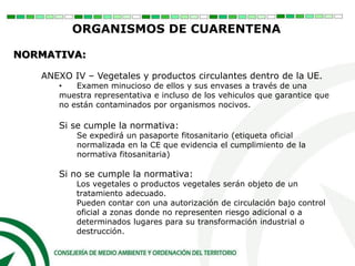 ANEXO IV – Vegetales y productos circulantes dentro de la UE.
• Examen minucioso de ellos y sus envases a través de una
muestra representativa e incluso de los vehiculos que garantice que
no están contaminados por organismos nocivos.
Si se cumple la normativa:
Se expedirá un pasaporte fitosanitario (etiqueta oficial
normalizada en la CE que evidencia el cumplimiento de la
normativa fitosanitaria)
Si no se cumple la normativa:
Los vegetales o productos vegetales serán objeto de un
tratamiento adecuado.
Pueden contar con una autorización de circulación bajo control
oficial a zonas donde no representen riesgo adicional o a
determinados lugares para su transformación industrial o
destrucción.
ORGANISMOS DE CUARENTENA
NORMATIVA:
 