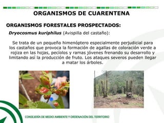 Dryocosmus kuriphilus (Avispilla del castaño):
Se trata de un pequeño himenóptero especialmente perjudicial para
los castaños que provoca la formación de agallas de coloración verde a
rojiza en las hojas, pecíolos y ramas jóvenes frenando su desarrollo y
limitando así la producción de fruto. Los ataques severos pueden llegar
a matar los árboles.
ORGANISMOS DE CUARENTENA
ORGANISMOS FORESTALES PROSPECTADOS:
 