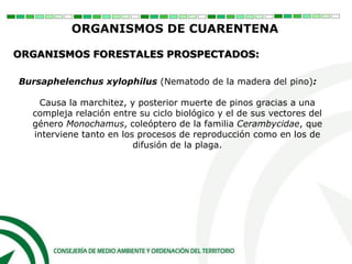 ORGANISMOS DE CUARENTENA
ORGANISMOS FORESTALES PROSPECTADOS:
Bursaphelenchus xylophilus (Nematodo de la madera del pino):
Causa la marchitez, y posterior muerte de pinos gracias a una
compleja relación entre su ciclo biológico y el de sus vectores del
género Monochamus, coleóptero de la familia Cerambycidae, que
interviene tanto en los procesos de reproducción como en los de
difusión de la plaga.
 