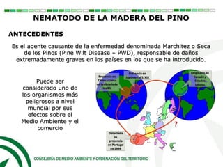 Es el agente causante de la enfermedad denominada Marchitez o Seca
de los Pinos (Pine Wilt Disease – PWD), responsable de daños
extremadamente graves en los países en los que se ha introducido.
Puede ser
considerado uno de
los organismos más
peligrosos a nivel
mundial por sus
efectos sobre el
Medio Ambiente y el
comercio
ANTECEDENTES
NEMATODO DE LA MADERA DEL PINO
 