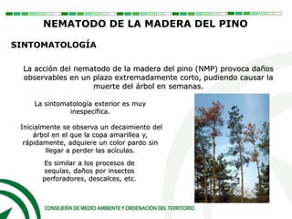 La acción del nematodo de la madera del pino (NMP) provoca daños
observables en un plazo extremadamente corto, pudiendo causar la
muerte del árbol en semanas.
La sintomatología exterior es muy
inespecífica.
Inicialmente se observa un decaimiento del
árbol en el que la copa amarillea y,
rápidamente, adquiere un color pardo sin
llegar a perder las acículas.
Es similar a los procesos de
sequías, daños por insectos
perforadores, descalces, etc.
SINTOMATOLOGÍA
NEMATODO DE LA MADERA DEL PINO
 