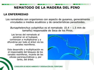 Los nematodos son organismos con aspecto de gusanos, generalmente
vinculados a medios acuáticos y de características parasitoides.
Bursaphelenchus xylophillus es el nematodo (0.4 – 1.5 mm de
tamaño) responsable de Seca de los Pinos.
Las larvas del nematodo al
penetrar en el huésped,
comienzan a multiplicarse y a
difundirse por todo el árbol vía los
canales resiníferos.
Este desarrollo y multiplicación es
el responsable del bloqueo de los
canales resiníferos, muerte de las
células parenquimáticas y, por
tanto, del árbol.
LA ENFERMEDAD
NEMATODO DE LA MADERA DEL PINO
 