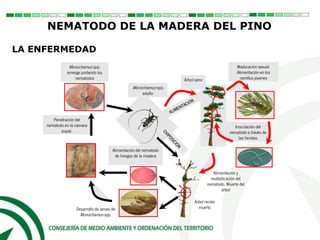 Inoculación del
nematodo a través de
las heridas
Monochamus spp.
adulto
Árbol sano
Maduración sexual:
Alimentación en los
ramillos jóvenes
Desarrollo de larvas de
Monochamus spp.
Penetración del
nematodo en la cámara
pupal.
Alimentación y
multiplicación del
nematodo. Muerte del
árbol
Alimentación del nematodo
de hongos de la madera
Monochamus spp.
emerge portando los
nematodos
Árbol recién
muerto
LA ENFERMEDAD
NEMATODO DE LA MADERA DEL PINO
 