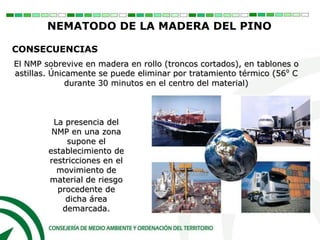 El NMP sobrevive en madera en rollo (troncos cortados), en tablones o
astillas. Únicamente se puede eliminar por tratamiento térmico (56⁰ C
durante 30 minutos en el centro del material)
La presencia del
NMP en una zona
supone el
establecimiento de
restricciones en el
movimiento de
material de riesgo
procedente de
dicha área
demarcada.
CONSECUENCIAS
NEMATODO DE LA MADERA DEL PINO
 
