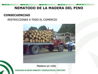RESTRICCIONES A TODO EL COMERCIO
Madera en rollo
CONSECUENCIAS
NEMATODO DE LA MADERA DEL PINO
 