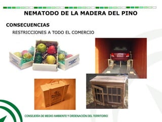 RESTRICCIONES A TODO EL COMERCIO
CONSECUENCIAS
NEMATODO DE LA MADERA DEL PINO
 