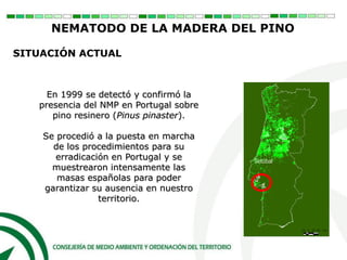 Setúbal
En 1999 se detectó y confirmó la
presencia del NMP en Portugal sobre
pino resinero (Pinus pinaster).
Se procedió a la puesta en marcha
de los procedimientos para su
erradicación en Portugal y se
muestrearon intensamente las
masas españolas para poder
garantizar su ausencia en nuestro
territorio.
SITUACIÓN ACTUAL
NEMATODO DE LA MADERA DEL PINO
 
