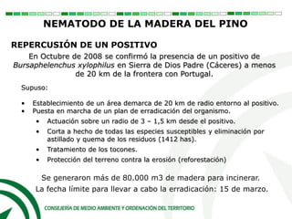 En Octubre de 2008 se confirmó la presencia de un positivo de
Bursaphelenchus xylophilus en Sierra de Dios Padre (Cáceres) a menos
de 20 km de la frontera con Portugal.
Supuso:
• Establecimiento de un área demarca de 20 km de radio entorno al positivo.
• Puesta en marcha de un plan de erradicación del organismo.
• Actuación sobre un radio de 3 – 1,5 km desde el positivo.
• Corta a hecho de todas las especies susceptibles y eliminación por
astillado y quema de los residuos (1412 has).
• Tratamiento de los tocones.
• Protección del terreno contra la erosión (reforestación)
Se generaron más de 80.000 m3 de madera para incinerar.
La fecha límite para llevar a cabo la erradicación: 15 de marzo.
REPERCUSIÓN DE UN POSITIVO
NEMATODO DE LA MADERA DEL PINO
 