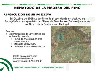 En Octubre de 2008 se confirmó la presencia de un positivo de
Bursaphelenchus xylophilus en Sierra de Dios Padre (Cáceres) a menos
de 20 km de la frontera con Portugal.
Supuso:
• Intensificación de la vigilancia en
el área demarcada.
• Toma de muestras en tres
altura de copa.
• Malla de 200x200m.
• Trampeo intensivo del vector.
Coste aproximado (sin
indemnizaciones a
propietarios): 3.200.000 €
REPERCUSIÓN DE UN POSITIVO
NEMATODO DE LA MADERA DEL PINO
 