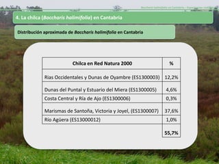 Baccharis halimifolia en Cantabria – Experiencias realizadas-


4. La chilca (Baccharis halimifolia) en Cantabria

Distribución aproximada de Baccharis halimifolia en Cantabria




                          Chilca en Red Natura 2000                              %

             Rias Occidentales y Dunas de Oyambre (ES1300003) 12,2%

             Dunas del Puntal y Estuario del Miera (ES1300005)                 4,6%
             Costa Central y Ría de Ajo (ES1300006)                            0,3%

             Marismas de Santoña, Victoria y Joyel, (ES1300007)              37,6%
             Río Agüera (ES13000012)                                           1,0%

                                                                             55,7%
 