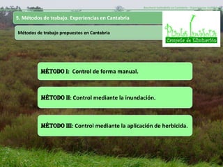 Baccharis halimifolia en Cantabria – Experiencias realizadas-


5. Métodos de trabajo. Experiencias en Cantabria

Métodos de trabajo propuestos en Cantabria




          MÉTODO I: Control de forma manual.



          MÉTODO II: Control mediante la inundación.



          MÉTODO III: Control mediante la aplicación de herbicida.
 