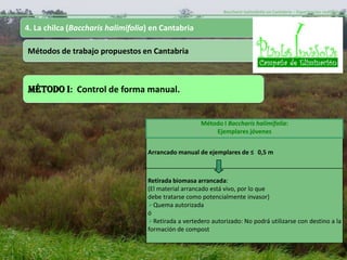 Baccharis halimifolia en Cantabria – Experiencias realizadas-


4. La chilca (Baccharis halimifolia) en Cantabria

Métodos de trabajo propuestos en Cantabria



MÉTODO I: Control de forma manual.


                                                      Método I Baccharis halimifolia:
                                                          Ejemplares jóvenes


                                   Arrancado manual de ejemplares de ≤ 0,5 m



                                   Retirada biomasa arrancada:
                                   (El material arrancado está vivo, por lo que
                                   debe tratarse como potencialmente invasor)
                                   Quema autorizada
                                   ó
                                   Retirada a vertedero autorizado: No podrá utilizarse con destino a la
                                   formación de compost
 