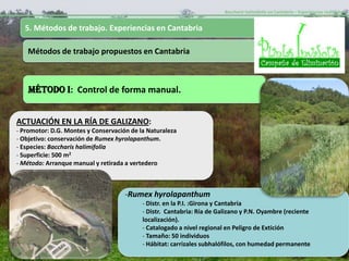 Baccharis halimifolia en Cantabria – Experiencias realizadas-


  5. Métodos de trabajo. Experiencias en Cantabria

   Métodos de trabajo propuestos en Cantabria



    MÉTODO I: Control de forma manual.


ACTUACIÓN EN LA RÍA DE GALIZANO:
- Promotor: D.G. Montes y Conservación de la Naturaleza
- Objetivo: conservación de Rumex hyrolapanthum.
- Especies: Baccharis halimifolia
- Superficie: 500 m2
- Método: Arranque manual y retirada a vertedero



                                     -Rumex hyrolapanthum
                                           - Distr. en la P.I. :Girona y Cantabria
                                           - Distr. Cantabria: Ría de Galizano y P.N. Oyambre (reciente
                                           localización).
                                           - Catalogado a nivel regional en Peligro de Extición
                                           - Tamaño: 50 individuos
                                           - Hábitat: carrizales subhalófilos, con humedad permanente
 