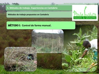 Baccharis halimifolia en Cantabria – Experiencias realizadas-


5. Métodos de trabajo. Experiencias en Cantabria

Métodos de trabajo propuestos en Cantabria




MÉTODO I: Control de forma manual.
 