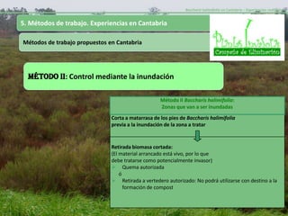 Baccharis halimifolia en Cantabria – Experiencias realizadas-


5. Métodos de trabajo. Experiencias en Cantabria

Métodos de trabajo propuestos en Cantabria




  MÉTODO II: Control mediante la inundación

                                                    Método II Baccharis halimifolia:
                                                    Zonas que van a ser inundadas
                               Corta a matarrasa de los pies de Baccharis halimifolia
                               previa a la inundación de la zona a tratar


                               Retirada biomasa cortada:
                               (El material arrancado está vivo, por lo que
                               debe tratarse como potencialmente invasor)
                                Quema autorizada
                                   ó
                                Retirada a vertedero autorizado: No podrá utilizarse con destino a la
                                     formación de compost
 