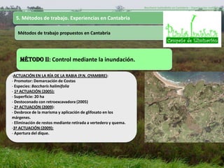 Baccharis halimifolia en Cantabria – Experiencias realizadas-


  5. Métodos de trabajo. Experiencias en Cantabria

   Métodos de trabajo propuestos en Cantabria




    MÉTODO II: Control mediante la inundación.

-ACTUACIÓN EN LA RÍA DE LA RABIA (P.N. OYAMBRE):
- Promotor: Demarcación de Costas
- Especies: Baccharis halimifolia
- 1ª ACTUACIÓN (2005):
- Superficie: 20 ha
- Destoconado con retroexcavadora (2005)
- 2ª ACTUACIÓN (2009):
- Desbroce de la marisma y aplicación de glifosato en los
márgenes.
- Eliminación de restos mediante retirada a vertedero y quema.
-3ª ACTUACIÓN (2009):
- Apertura del dique.
 