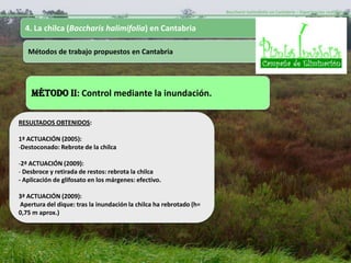 Baccharis halimifolia en Cantabria – Experiencias realizadas-


  4. La chilca (Baccharis halimifolia) en Cantabria

   Métodos de trabajo propuestos en Cantabria




    MÉTODO II: Control mediante la inundación.

RESULTADOS OBTENIDOS:

1ª ACTUACIÓN (2005):
-Destoconado: Rebrote de la chilca

-2ª ACTUACIÓN (2009):
- Desbroce y retirada de restos: rebrota la chilca
- Aplicación de glifosato en los márgenes: efectivo.

3ª ACTUACIÓN (2009):
Apertura del dique: tras la inundación la chilca ha rebrotado (h=
0,75 m aprox.)
 