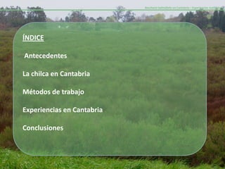 Baccharis halimifolia en Cantabria – Experiencias realizadas-




ÍNDICE

Antecedentes

La chilca en Cantabria

Métodos de trabajo

Experiencias en Cantabria

Conclusiones
 