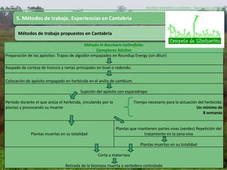 Baccharis halimifolia en Cantabria – Experiencias realizadas-


      5. Métodos de trabajo. Experiencias en Cantabria

       Métodos de trabajo propuestos en Cantabria

                                            Método III Baccharis halimifolia:
                                                 Ejemplares Adultos
Preparación de los apósitos: Trapos de algodón empapados en Roundup Energy (sin diluir)

      MÉTODO III: Ejemplares adultos, de tamaño superior a los 0,5 metros de porte y cuyo sistema radicular
Raspado de corteza de troncos y ramas principales en bisel o redondo.
      esta lo suficientemente desarrollado como para que su arrancado manual produjese una desestabilización del
      sustrato. Estos ejemplares serán tratado mediante la aplicación de herbicida.
Colocación de apósito empapado en herbicida en el anillo de cambium.

                                         Sujeción del apósito con esparadrapo

Periodo durante el que actúa el herbicida, circulando por la            Tiempo necesario para la actuación del herbicida:
plantas y provocando su muerte                                                                            Un mínimo de
                                                                                                              8 semanas


                                                               Plantas que mantienen partes vivas (verdes) Repetición del
              Plantas muertas en su totalidad                                 tratamiento en la zona viva

                                                                            Plantas muertas en su totalidad

                                                   Corta a matarrasa

                                 Retirada de la biomasa muerta a vertedero controlado
 