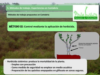 Baccharis halimifolia en Cantabria – Experiencias realizadas-


 5. Métodos de trabajo. Experiencias en Cantabria

  Métodos de trabajo propuestos en Cantabria




   MÉTODO III: Control mediante la aplicación de herbicida.




                                                                                Zonas de colocación apósito:
                                                                                Ramas principales

                                                                                Tronco




- Herbicida sistémico: produce la mortalidad de la planta.
    - Empleo con precaución
    - Como medida de seguridad no emplear en medio acuático
    - Preparación de los apósitos empapados en glifosato en zonas seguras.
 