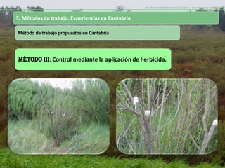 Baccharis halimifolia en Cantabria – Experiencias realizadas-


5. Métodos de trabajo. Experiencias en Cantabria

Método de trabajo propuestos en Cantabria




MÉTODO III: Control mediante la aplicación de herbicida.
 