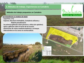Baccharis halimifolia en Cantabria – Experiencias realizadas-


     5. Métodos de trabajo. Experiencias en Cantabria

      Métodos de trabajo propuestos en Cantabria

ACTUACIÓN EN LA CHARCA DE RAOS:
- Superficie: 2 ha
- Especies: Baccharis halimifolia, Cortaderia selloana y
              Robinia pseudoacacia.
- Se pulveriza glifosato sobre plumero y chilca (sin apósitos).
- Apeo y glifosato sobre el tocón de las acacias.
- Eliminación de restos mediante desbroce y arranque.
- Hidrosiembra en las zonas no encharcadizas.
 