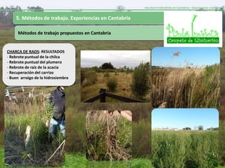 Baccharis halimifolia en Cantabria – Experiencias realizadas-


    5. Métodos de trabajo. Experiencias en Cantabria

     Métodos de trabajo propuestos en Cantabria


CHARCA DE RAOS: RESULTADOS
- Rebrote puntual de la chilca
- Rebrote puntual del plumero
- Rebrote de raíz de la acacia
- Recuperación del carrizo
- Buen arraigo de la hidrosiembra
 