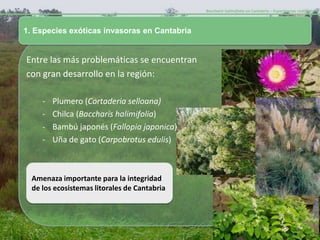 Baccharis halimifolia en Cantabria – Experiencias realizadas-



1. Especies exóticas invasoras en Cantabria


Entre las más problemáticas se encuentran
con gran desarrollo en la región:

     -   Plumero (Cortaderia selloana)
     -   Chilca (Baccharis halimifolia)
     -   Bambú japonés (Fallopia japonica)
     -   Uña de gato (Carpobrotus edulis)



  Amenaza importante para la integridad
  de los ecosistemas litorales de Cantabria
 