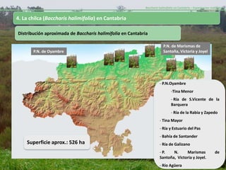 Baccharis halimifolia en Cantabria – Experiencias realizadas-


4. La chilca (Baccharis halimifolia) en Cantabria

Distribución aproximada de Baccharis halimifolia en Cantabria

                                                                        P.N. de Marismas de
       P.N. de Oyambre                                                  Santoña, Victoria y Joyel




                                                                      - P.N.Oyambre
                                                                              -Tina Menor
                                                                              - Ría de S.Vicente de la
                                                                              Barquera
                                                                              - Ría de la Rabia y Zapedo
                                                                      - Tina Mayor
                                                                      - Ría y Estuario del Pas
                                                                      - Bahía de Santander
    Superficie aprox.: 526 ha                                         - Ría de Galizano
                                                                      - P.   N.     Marismas                    de
                                                                      Santoña, Victoria y Joyel.
                                                                      - Río Agüera
 