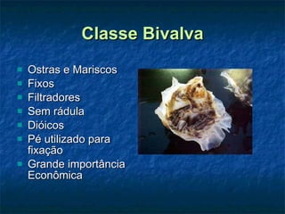 Classe Bivalva Ostras e Mariscos Fixos Filtradores Sem rádula Dióicos Pé utilizado para fixação Grande importância Econômica 