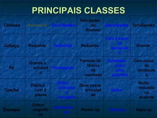 PRINCIPAIS CLASSES Sepia  sp Thais  sp Pecten  sp Dentalium sp Chiton magnificus Exemplo  Muito reduzida ou ausente Única  Duas peças articuladas Única, cilíndrica e alongada Elíptica com 8 placas Concha  Com coroa de tentáculos Achatado como uma palmilha Formato de lâmina de machado Pontiagudo  Grande e achatado Pé  Grande  Com 2 pares de tentáculos Reduzida  Reduzida  Reduzida  Cabeça  Cefalópodes  Gastrópodes  Pelicípodes ou Bivalves Escafópodes  Anfineuros  Classes  