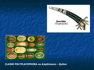 CLASSE POLYPLACOPHORA ou Amphineura – Quíton 