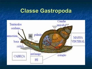 Classe Gastropoda 