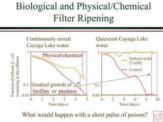 Biological and Physical/Chemical
Filter Ripening
0.05
Quiescent Cayuga Lake
water
0.1
1
0 2 4 6 8 10
Time (days)
Control
Sodium azide
(3 mM)
Continuously mixed
Cayuga Lake water
0.05
0.1
1
0 1 2 3 4 5
Time (days)
Fraction
of
influent
E.
coli
remaining
in
the
effluent
What would happen with a short pulse of poison?
Gradual growth of
_______ or ________
biofilm predator
Physical/chemical
 