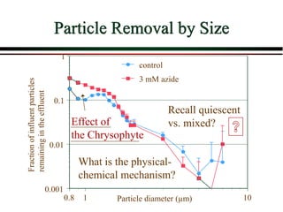 Particle Removal by Size
0.001
0.01
0.1
1
0.8 1 10
Particle diameter (µm)
control
3 mM azide
Fraction
of
influent
particles
remaining
in
the
effluent
Effect of
the Chrysophyte
What is the physical-
chemical mechanism?
Recall quiescent
vs. mixed?
 
