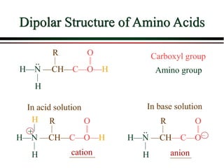Dipolar Structure of Amino Acids
H—N —CH—C—O—H
H
R O
..
In acid solution In base solution
H—N —CH—C—O
H
R O
..
H—N —CH—C—O—H
H
R O
H
+
Carboxyl group
Amino group
cation anion
 