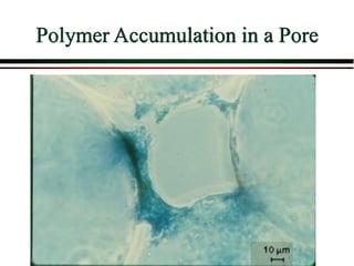 Polymer Accumulation in a Pore
 