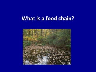 What is a food chain? 